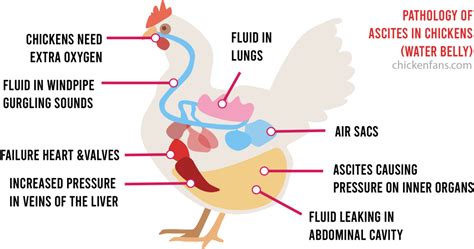 Water Belly in Chickens: Symptoms & Treatment of Ascites | Chicken Fans