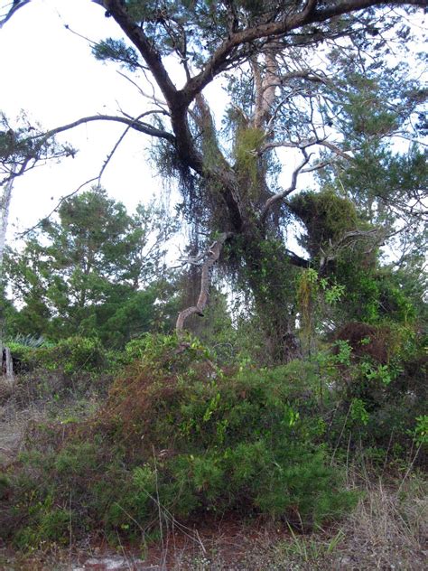 Gardening South Florida Style: Native Florida Sand Pine Scrub Land