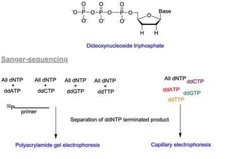 Schematic showing the Sanger-sequencing method. | Download Scientific ...