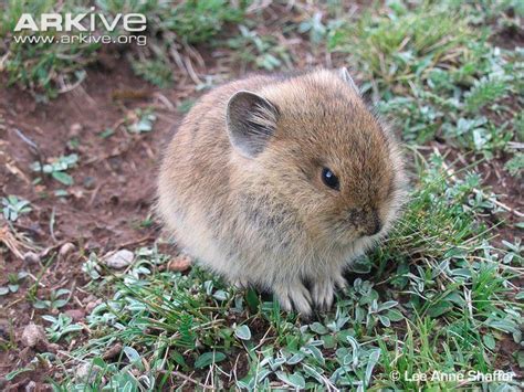 Plateau pika - Alchetron, The Free Social Encyclopedia