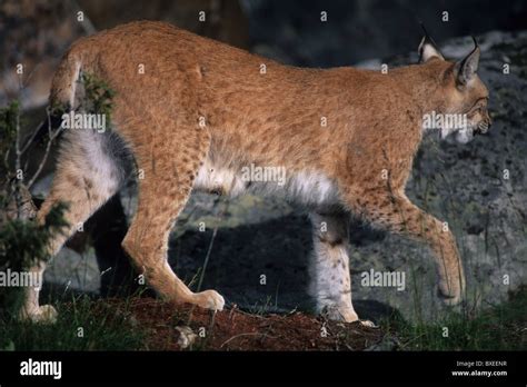 Close up picture of a lynx, nature, wildlife, lynx Stock Photo - Alamy