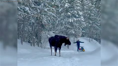 Snowmobile moose attack video: Moose attacks snowmobiler in Palisades ...