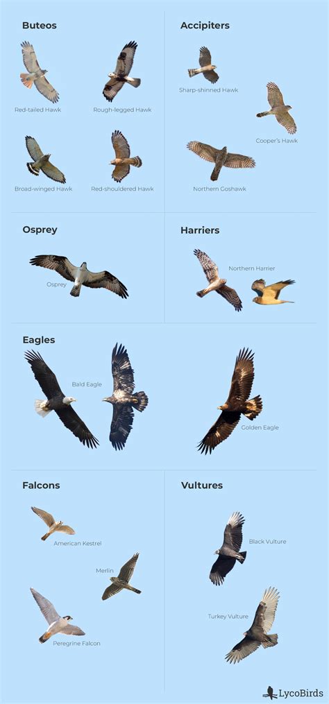 How to Identify the 5 Major Groups of Raptors | LycoBirds