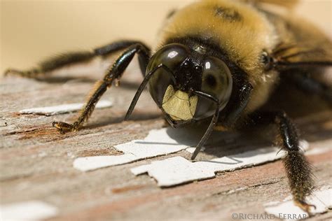 Carpenter Bee Prevention Around Your Home | Lookout Pest Control