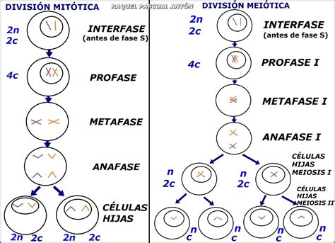 Numero de cromosomas de las celulas hijas en la mitosis