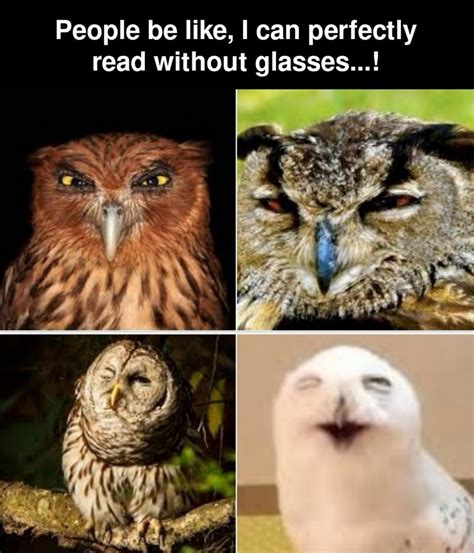 Owl Box Memes