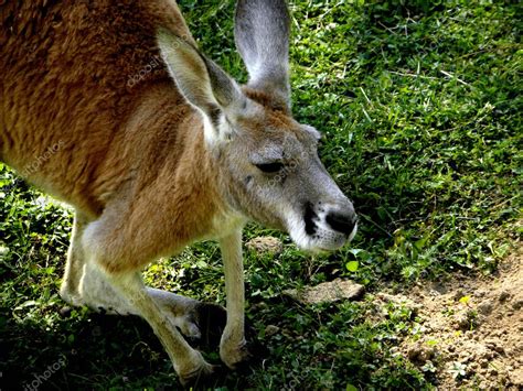 Brown kangaroo — Stock Photo © bozbud #2813083