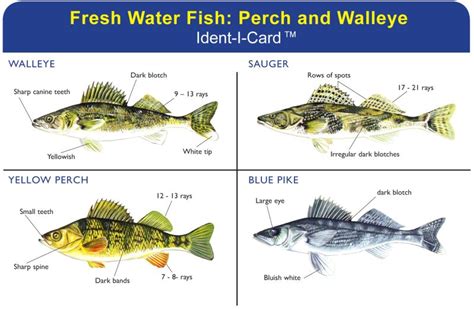 Perch & Walleye Ident-I-Card - Waterproof Freshwater Fish Identification Card