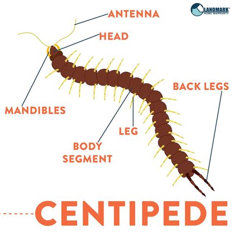 Centipede and millipede pictures and facts - conceptsinput