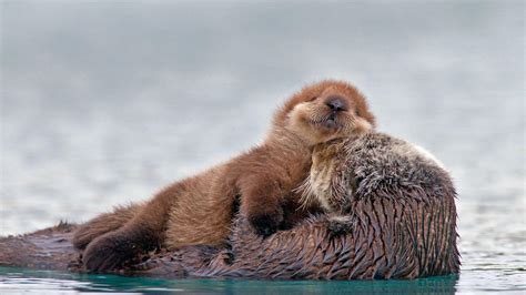 Sea Otter Wallpapers - Top Free Sea Otter Backgrounds - WallpaperAccess