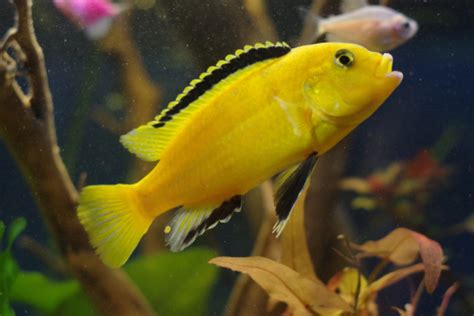 Aquatic Bliss: Yellow Lab Cichlid Tank Mates🌕🐠 | Fish Lab