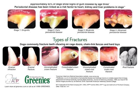 What Does Gingivitis Look Like In Dogs