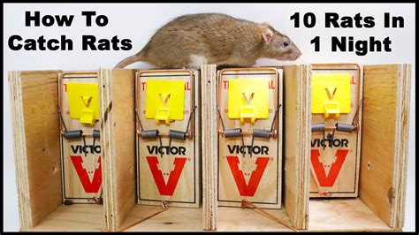 Best Rat Traps - Kelly's Classroom