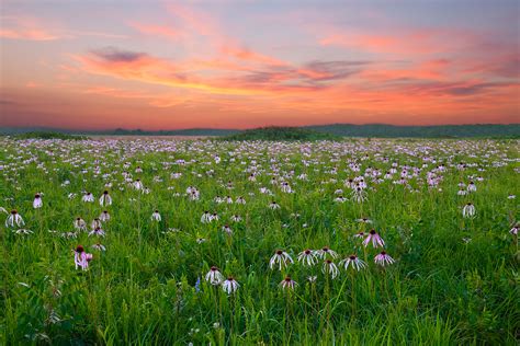 Pale Purple Coneflower I | ©2010 William Dark; H.E. Flanagan Prairie ...