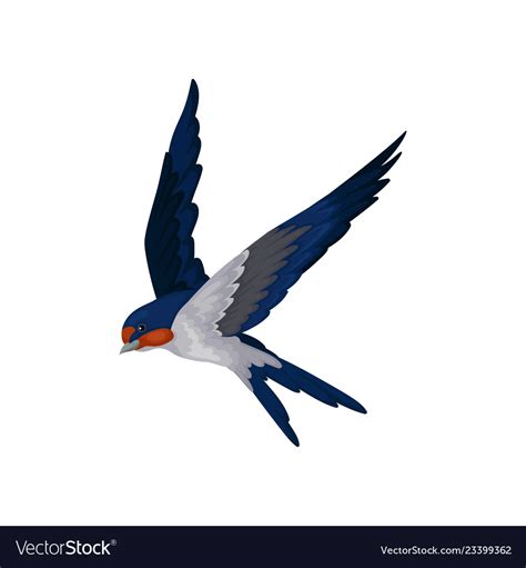 Flying swallow bird with red plumage around Vector Image