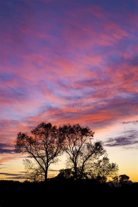 Beautiful Sky during Sunset Over the Silhouettes of Tall Trees Stock Image - Image of scenic ...