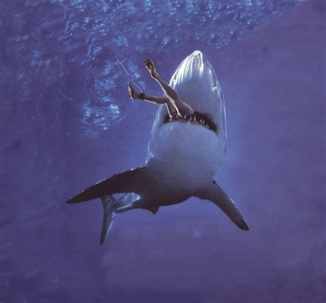 Shark Attack! – Why sharks attack humans | Blogging about animal behaviour (2010)