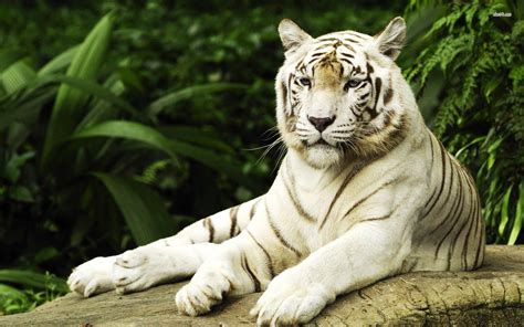 White Tiger Desktop Wallpapers - Wallpaper Cave