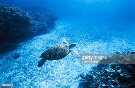 Sea Turtles Migration Photos and Premium High Res Pictures - Getty Images