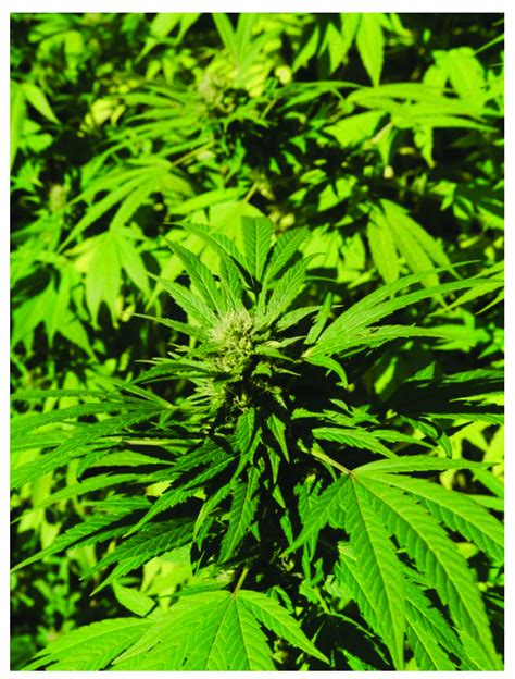 Cannabis sativa plant. | Download Scientific Diagram