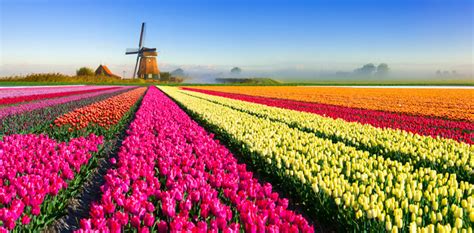 Tulip Season in Holland | Slow Tours