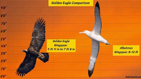 Golden Eagle Wingspan: How Big Is It Compared To Others?