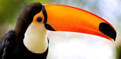 Top 30 Interesting Facts About Toucans | The Fact Site