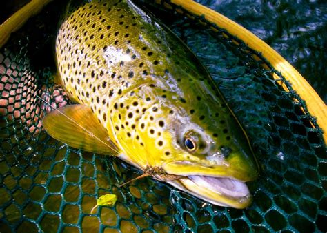 Streamer Tactics for Small Trout Water | Fly Fishing | Gink and Gasoline | How to Fly Fish ...