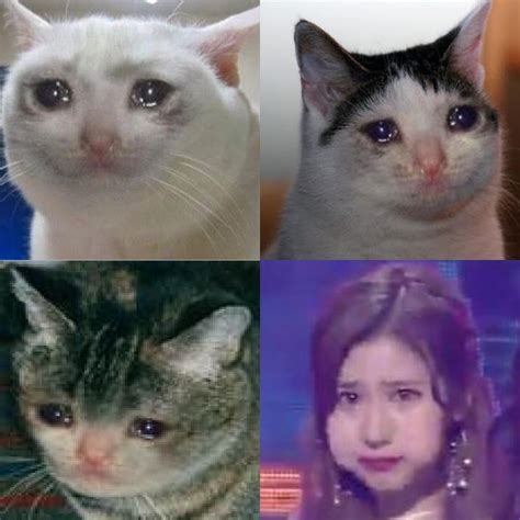 Crying cat memes are glorifying animal abuse : r/twicememes