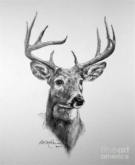 Buck Deer Drawing - Buck Deer Fine Art Print | Deer art print, Deer drawing, Deer art