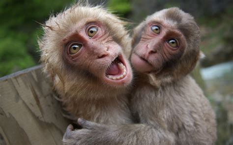 Two gray monkeys hugging each other HD wallpaper | Wallpaper Flare