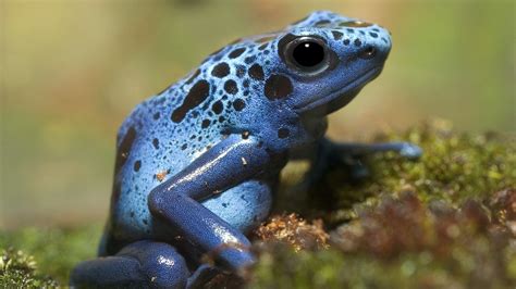 Poison dart frogs: Facts about these deadly amphibians | Live Science