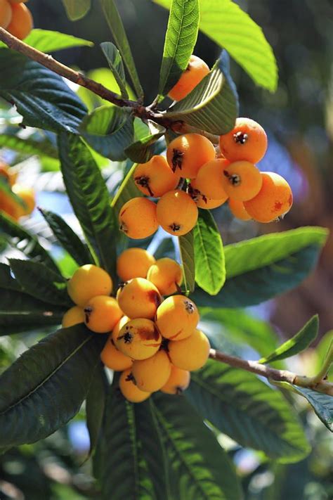 Loquat Photograph - Loquats 11 by Cathy Lindsey | Fruit garden, Loquats ...