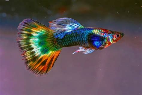 Top 20 Best Colorful Freshwater Fish (Ranked By Color) - Everything Fishkeeping