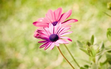 🔥 [46+] Summer Flower Wallpapers Desktop | WallpaperSafari