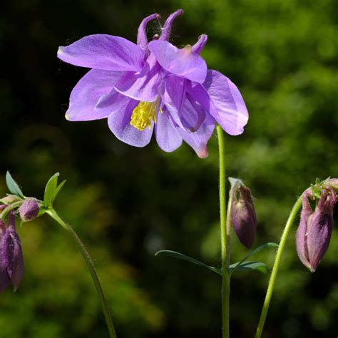 Columbine Flower Seeds (aquilegia) - Little Tree Farm