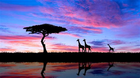 African Savannah Sunset - Pets Lovers