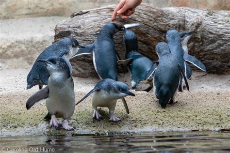 Little Penguin korora - Little Blue Penguins New Zealand - Eudyptula minor