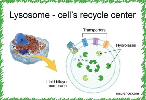 Lysosome - the cell’s recycling center - definition, structure, function, and biology