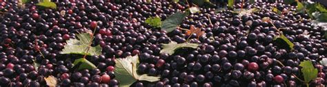 Florida Muscadine Grapes - UF/IFAS Extension Osceola County