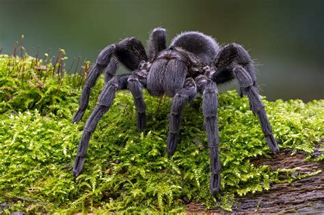 Tarantula Facts for Kids | Biggest Spider in the World