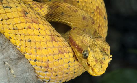 Eyelash palm pitviper | Smithsonian's National Zoo and Conservation Biology Institute