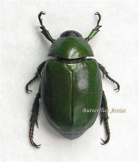 Real Jewel Green Scarab Beetle Framed In Museum Quality