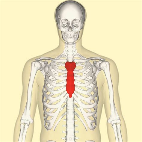 File:Sternum front.png