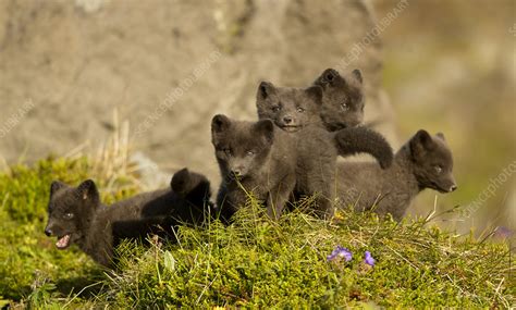 Arctic fox cubs playing - Stock Image - C055/0396 - Science Photo Library