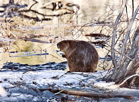 650+ Beaver Eating Wood Stock Photos, Pictures & Royalty-Free Images - iStock