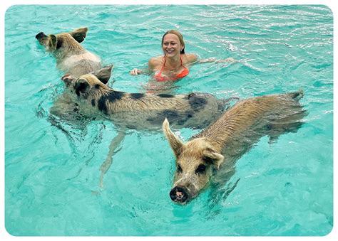 Everything you need to know before visiting Pig Beach in the Bahamas