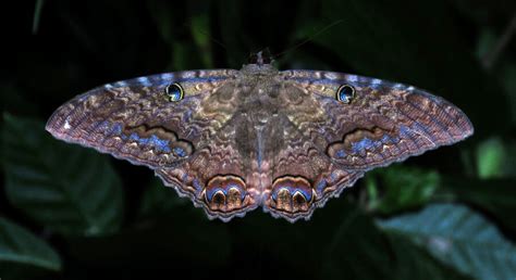 The Black Witch Moth | Critter Science