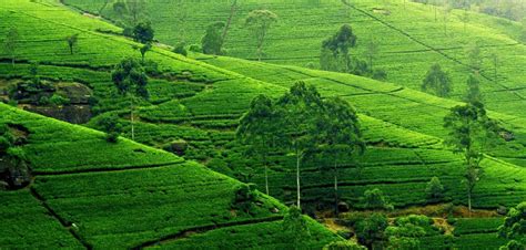 Travel Bangladesh: tea garden of sylhet