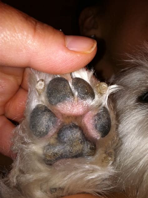 My dog has developed swollen paws all four are swollen and have become very smooth. She will no ...